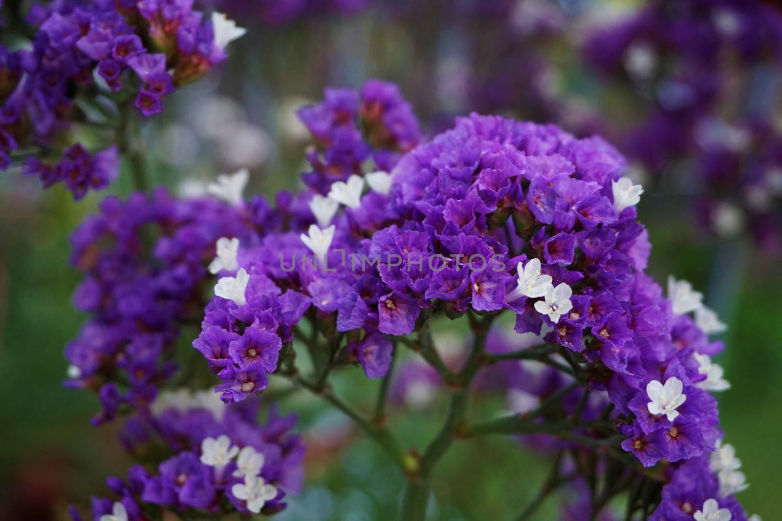 Purple and white Limonium blossoms also known as sea lavender or marsh rosemary