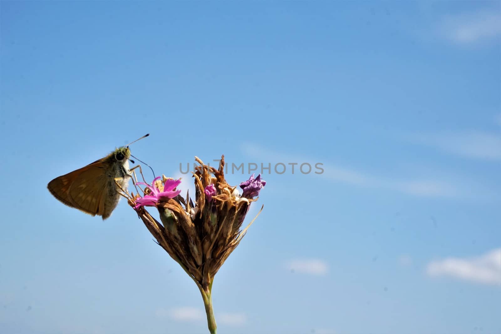 Butterfly drinking nectar of red catchfly blossom spotted outside