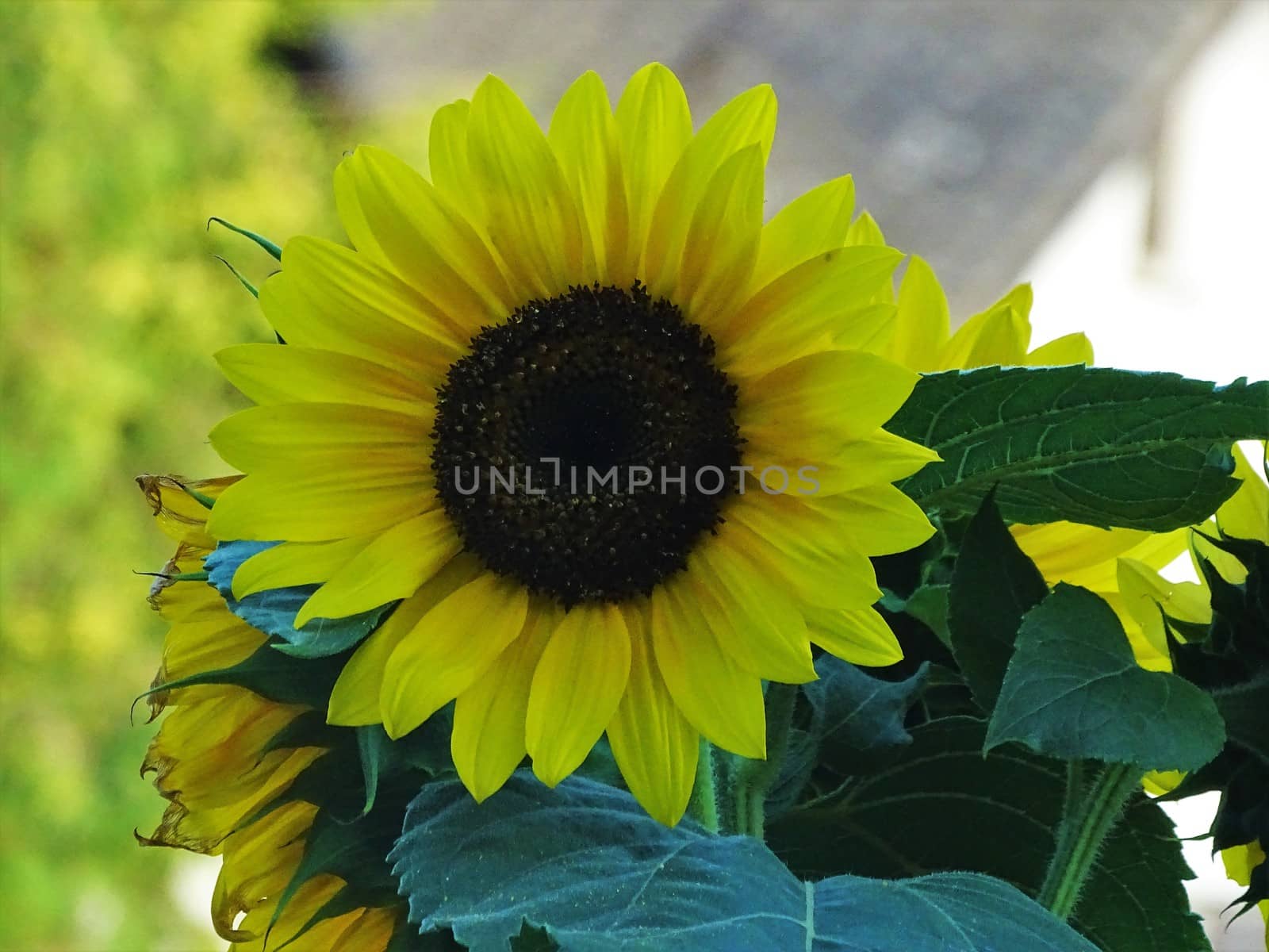Fully blooming sunflower blossom spotted in Germany by pisces2386