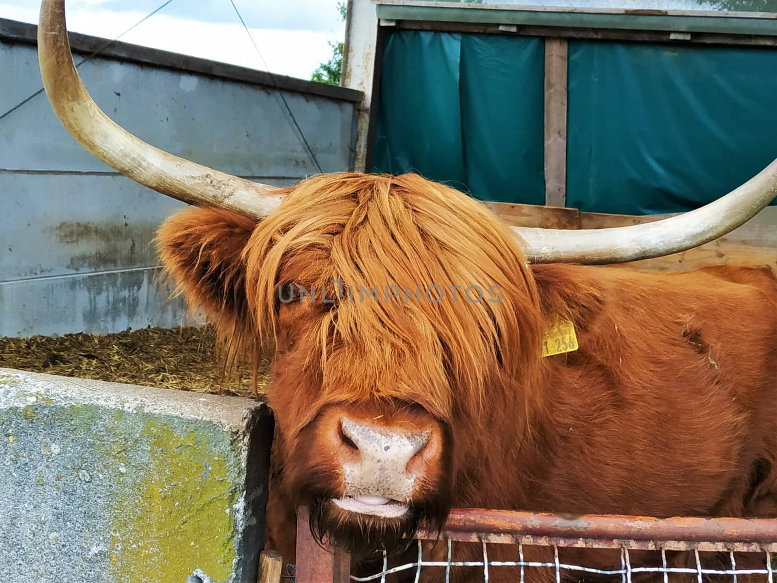 Scottish highland cattle looking into the camera with funny hair
