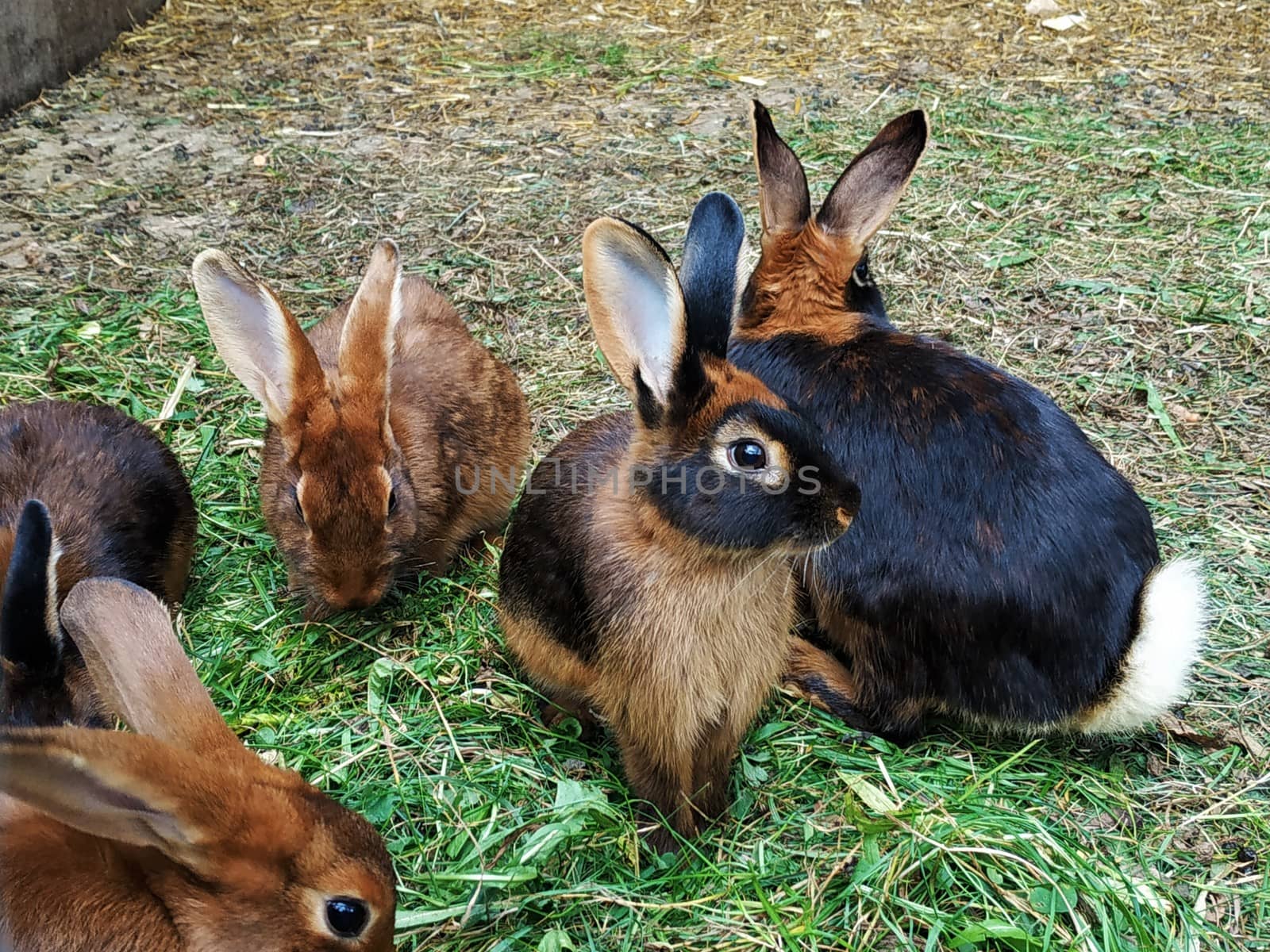 Group of bunnys looking into the camera by pisces2386