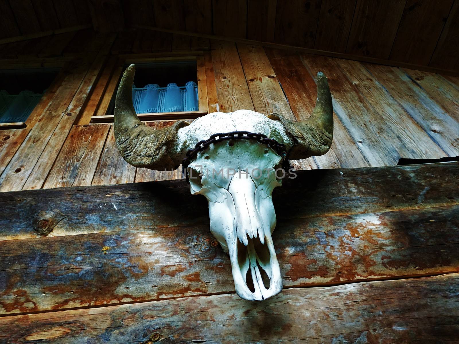 Skull of a bull hanging over the door of wooden house by pisces2386