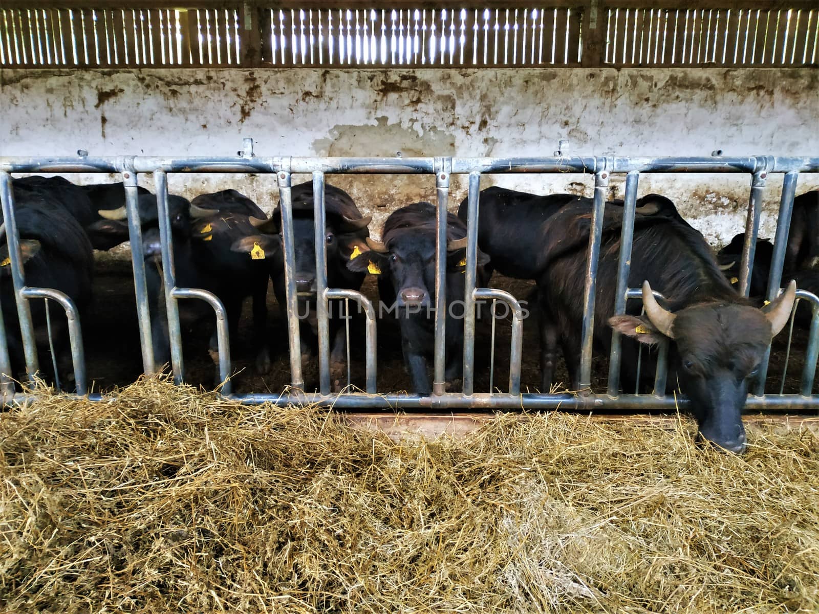 A group of domestic water buffalos in their stall