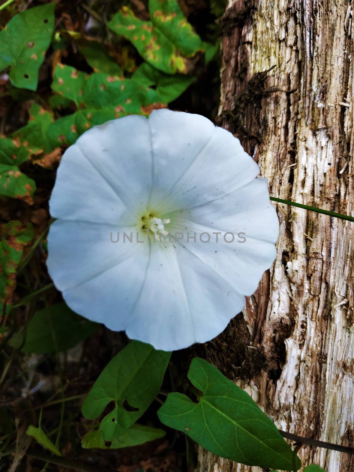 White blossom of unidentified species of moonflower or morning glory by pisces2386