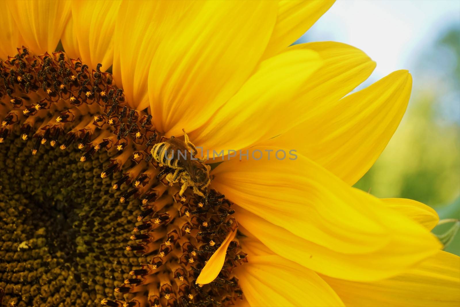 Honey bee collecting pollen in sunflower blossom by pisces2386