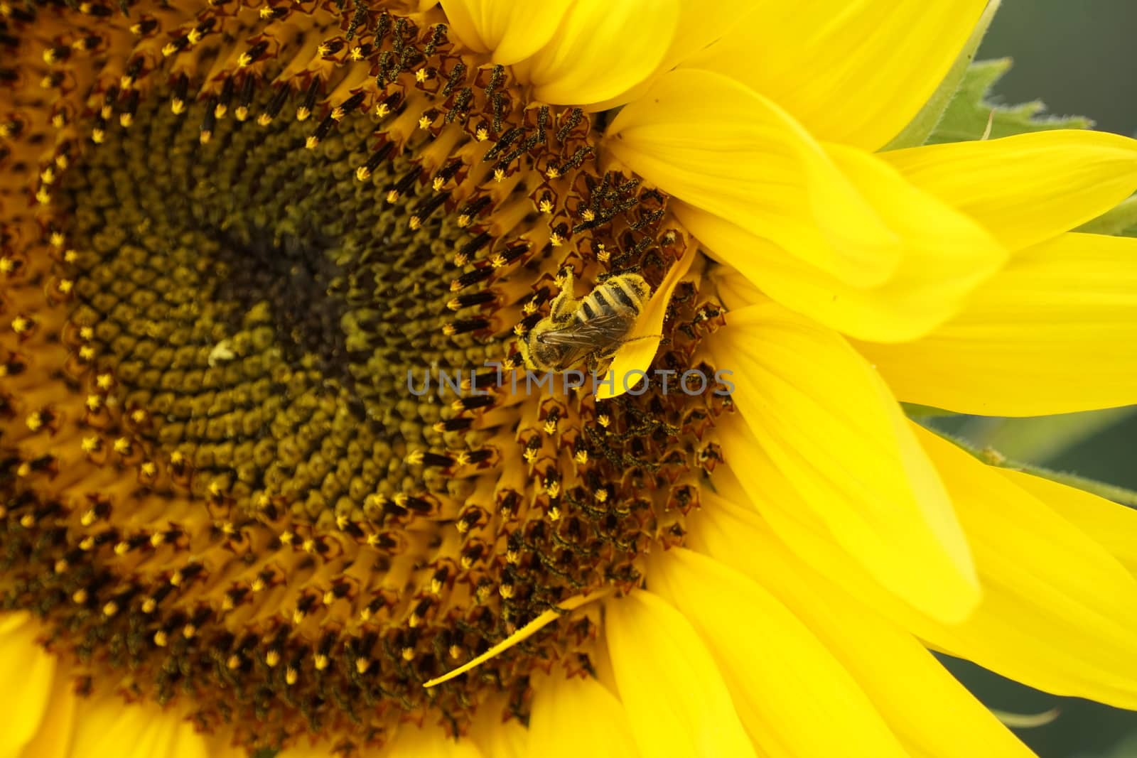 A beautiful honey bee collecting pollen in a sunflower blossom
