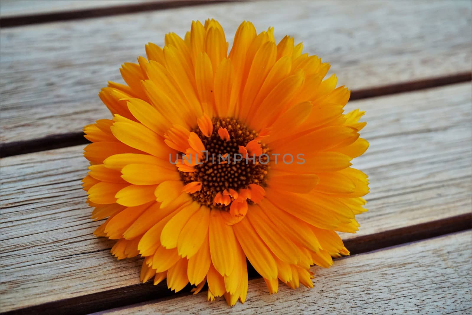 Single orange Calendula officinalis blossom on a wooden table