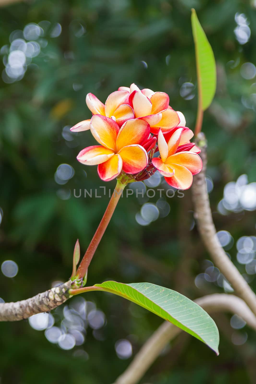 Plumeria flower. Natural background.