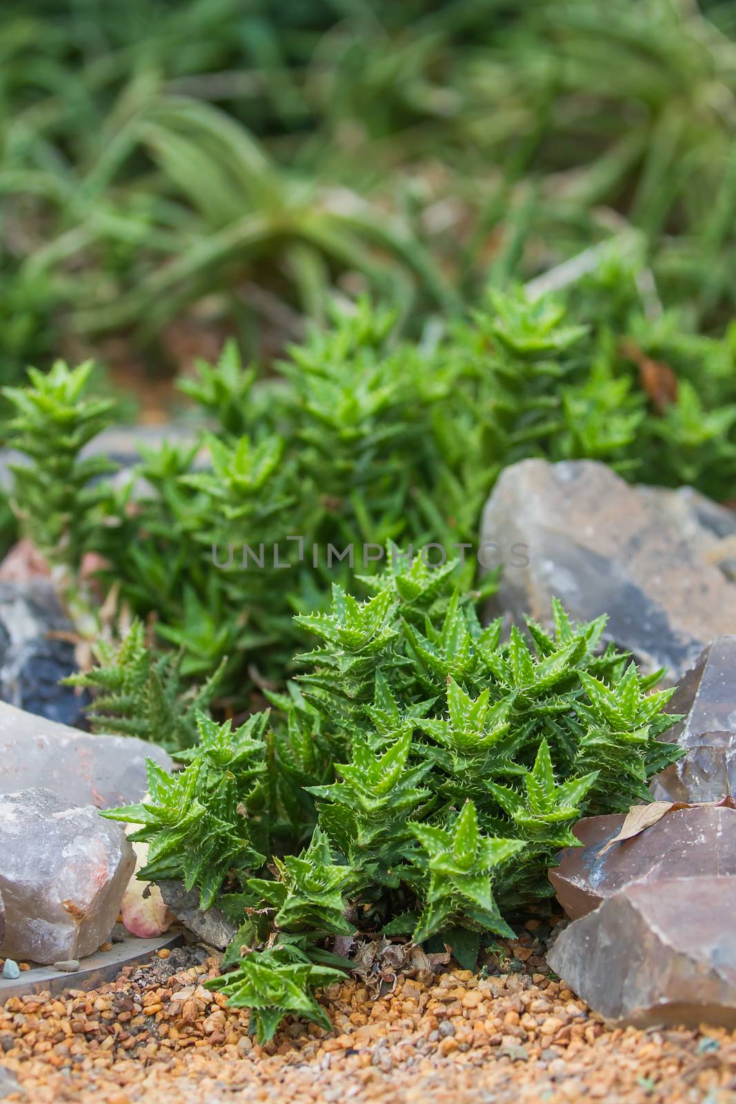 Flower bed with succulents by aksenovko