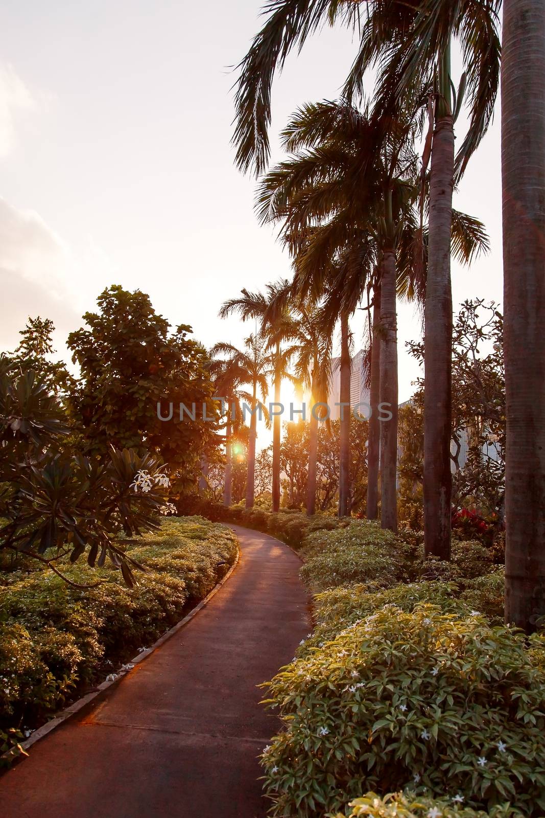 Sunset in Gardens at the Bay, Singapore. Sun lights through palm trees on walking road. by aksenovko