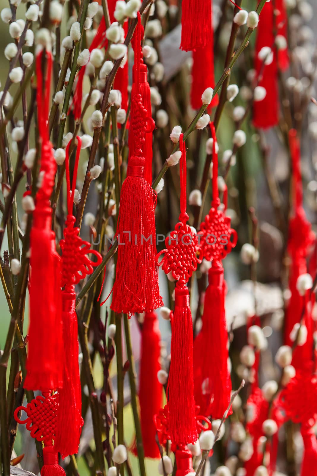 Red chinese lucky knots on willow branches. Chinese New Year decoration. Symbols of luck and protection.