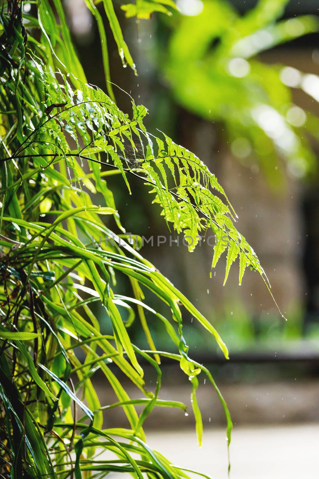 Natural background with tree branches. Raindrops on fern leaves.