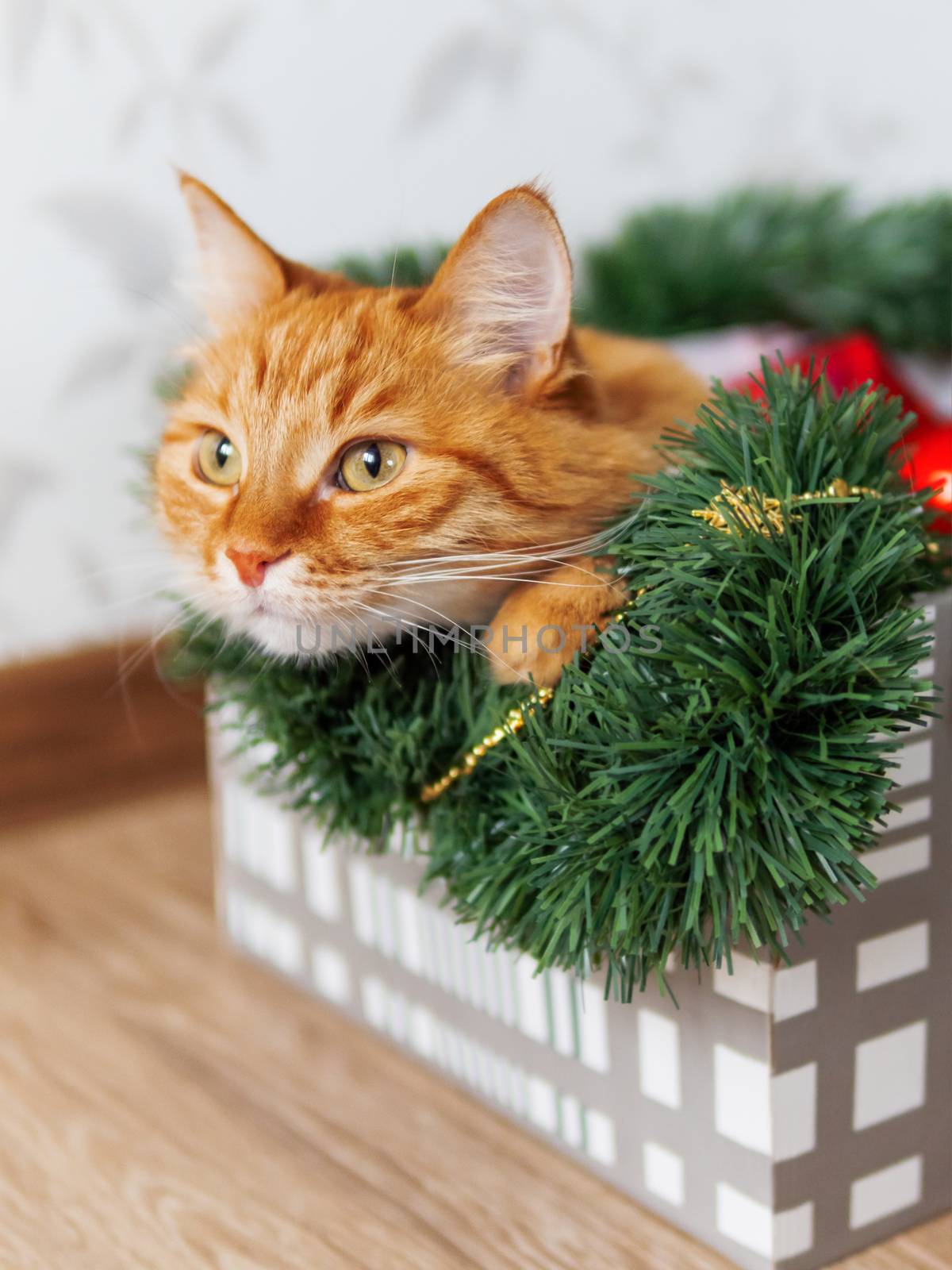 Ginger cat lies in box with Christmas and New Year decorations. Fluffy pet is doing to sleep there. by aksenovko