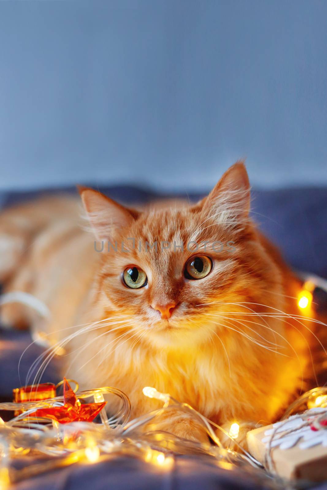 Cute ginger cat lying in bed with shining light bulbs and New Year presents in craft paper. Cozy home Christmas holiday background. Place for text.