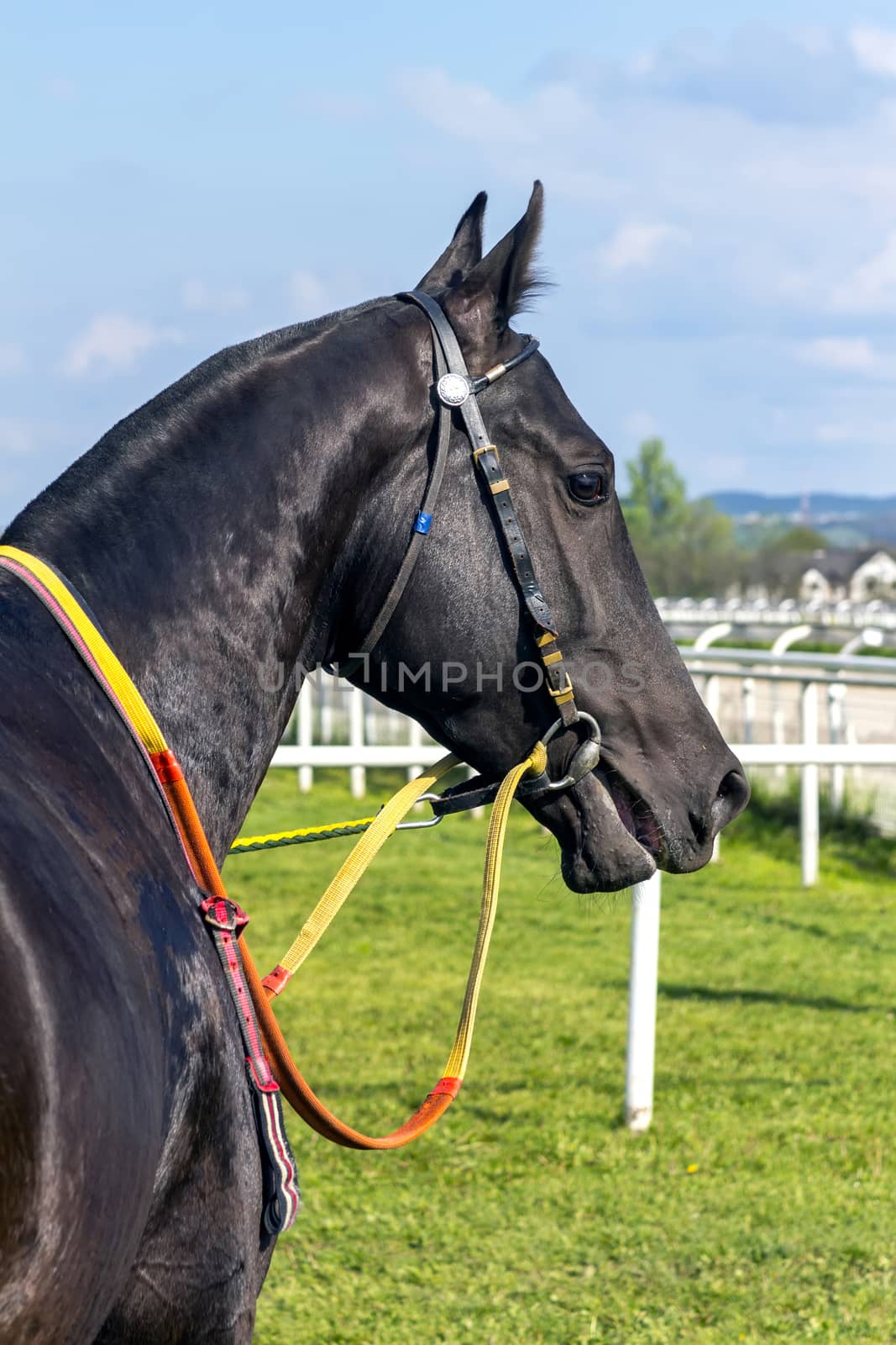 Portrait of a akhal-teke horse,four- year black stallion of Pyatigorsk hippodrome.