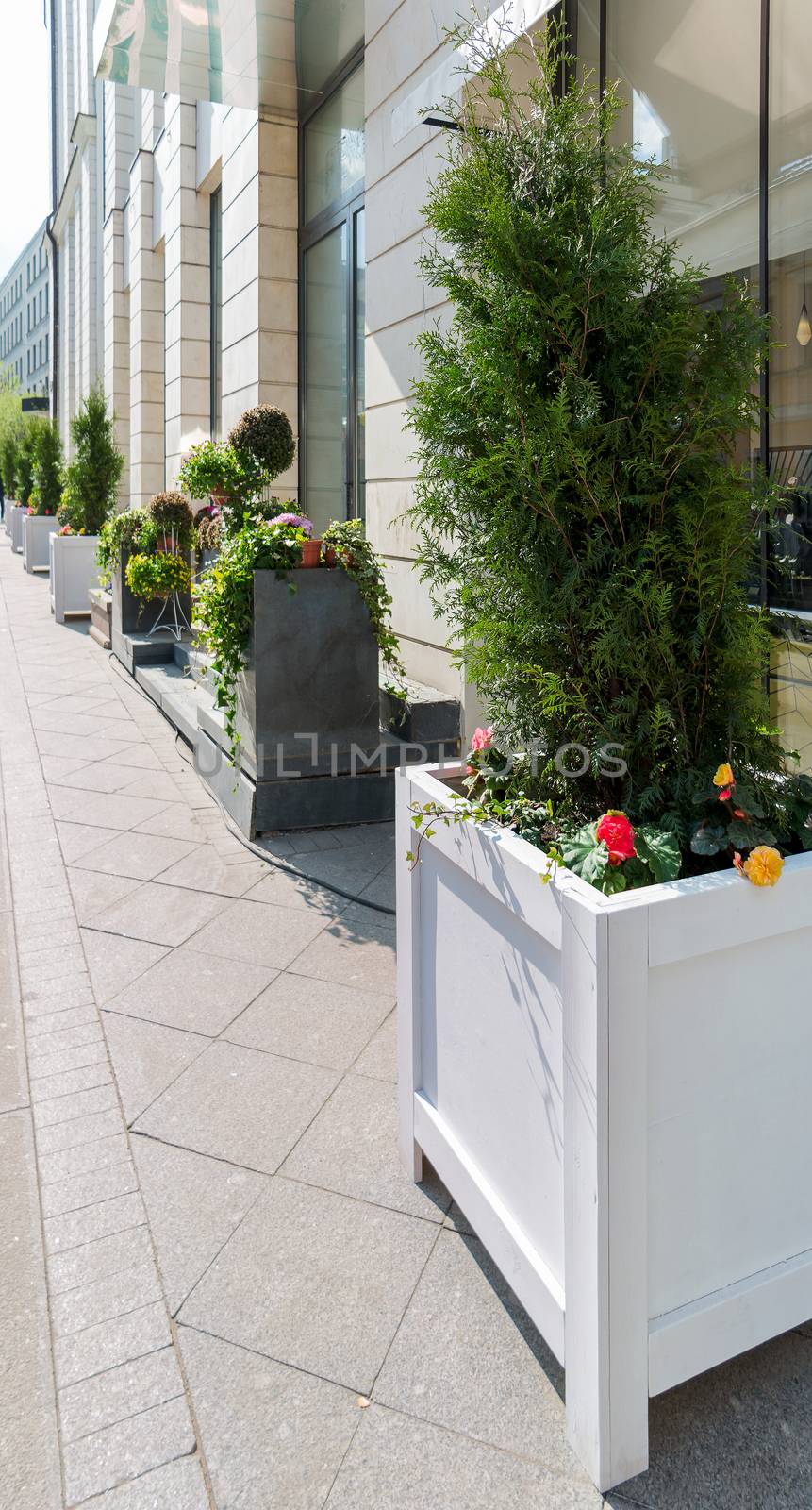 Potted thuja trees. Street decoration with plants and flowers. Moscow, Russia. Place for text.