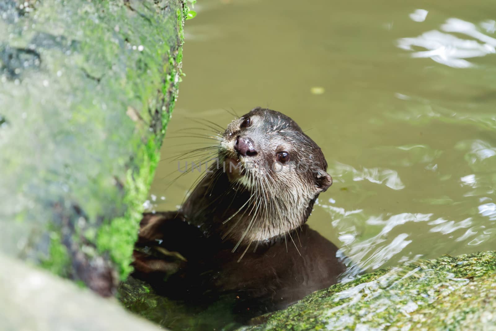 The Eurasian otter (Lutra lutra) in pond. Singapore.