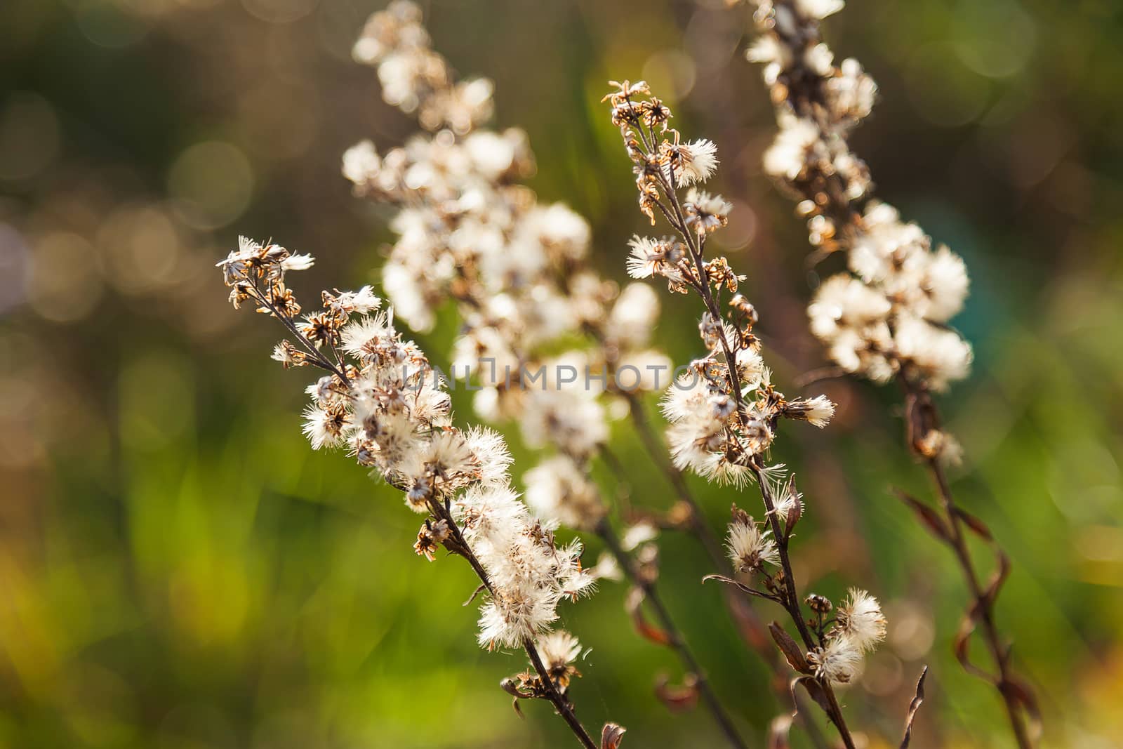 Natural autumn background - dried grass with air fluffy seeds.