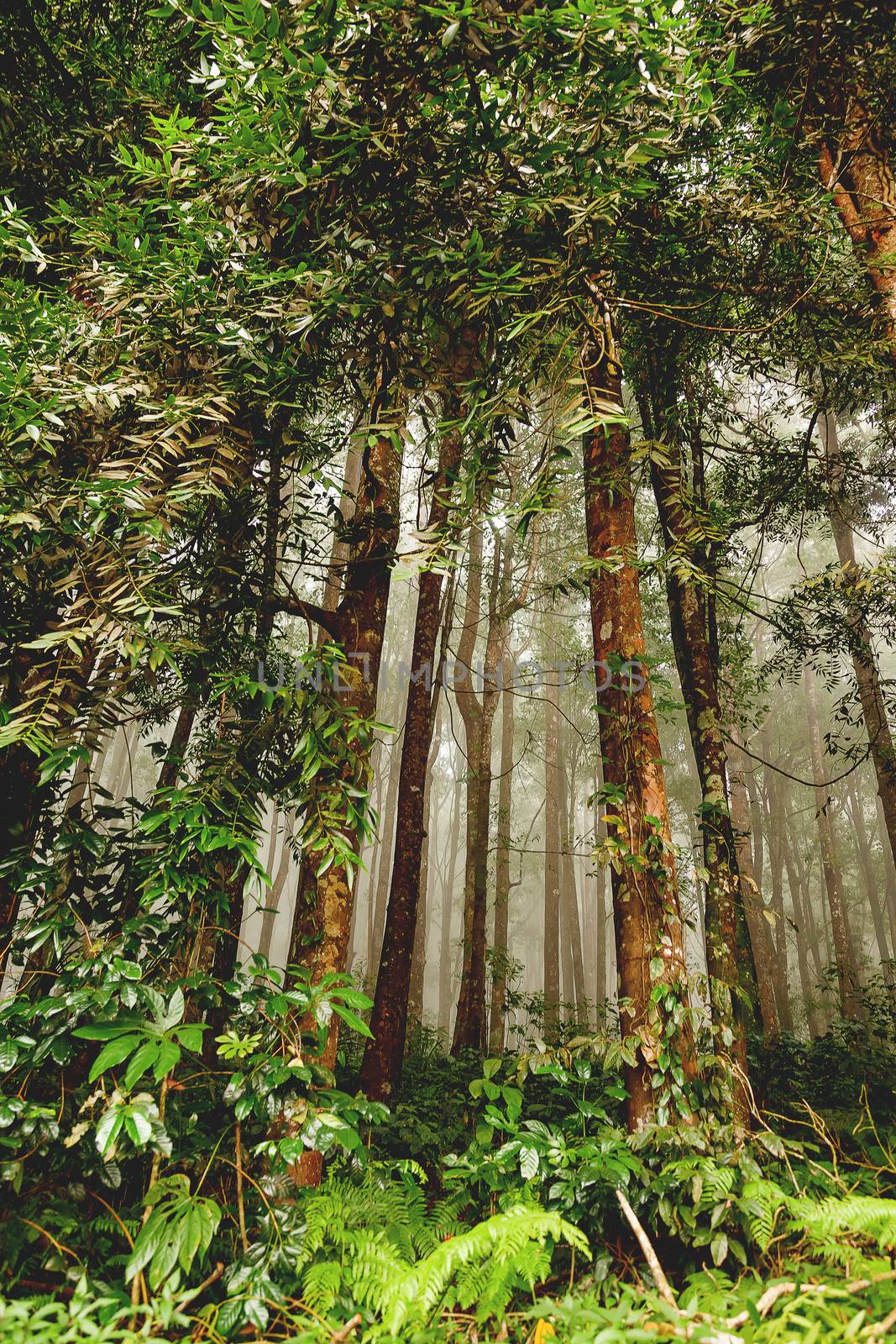 Evergreen jungle forest after rain. Natural misty background. Bali, Indonesia. by aksenovko