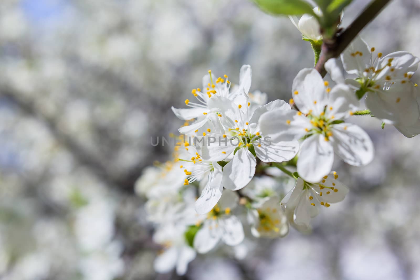 Natural spring background with cherry flowers. Bokeh background with place for text.