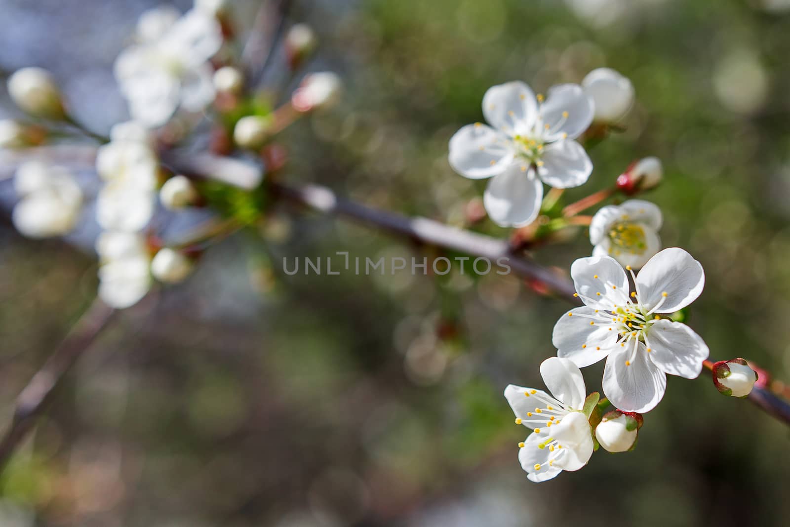 Natural spring background with cherry flowers. Bokeh background with place for text.