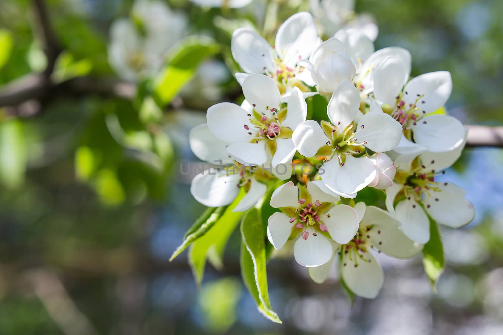 Natural spring background with apple flowers. Bokeh background with place for text.