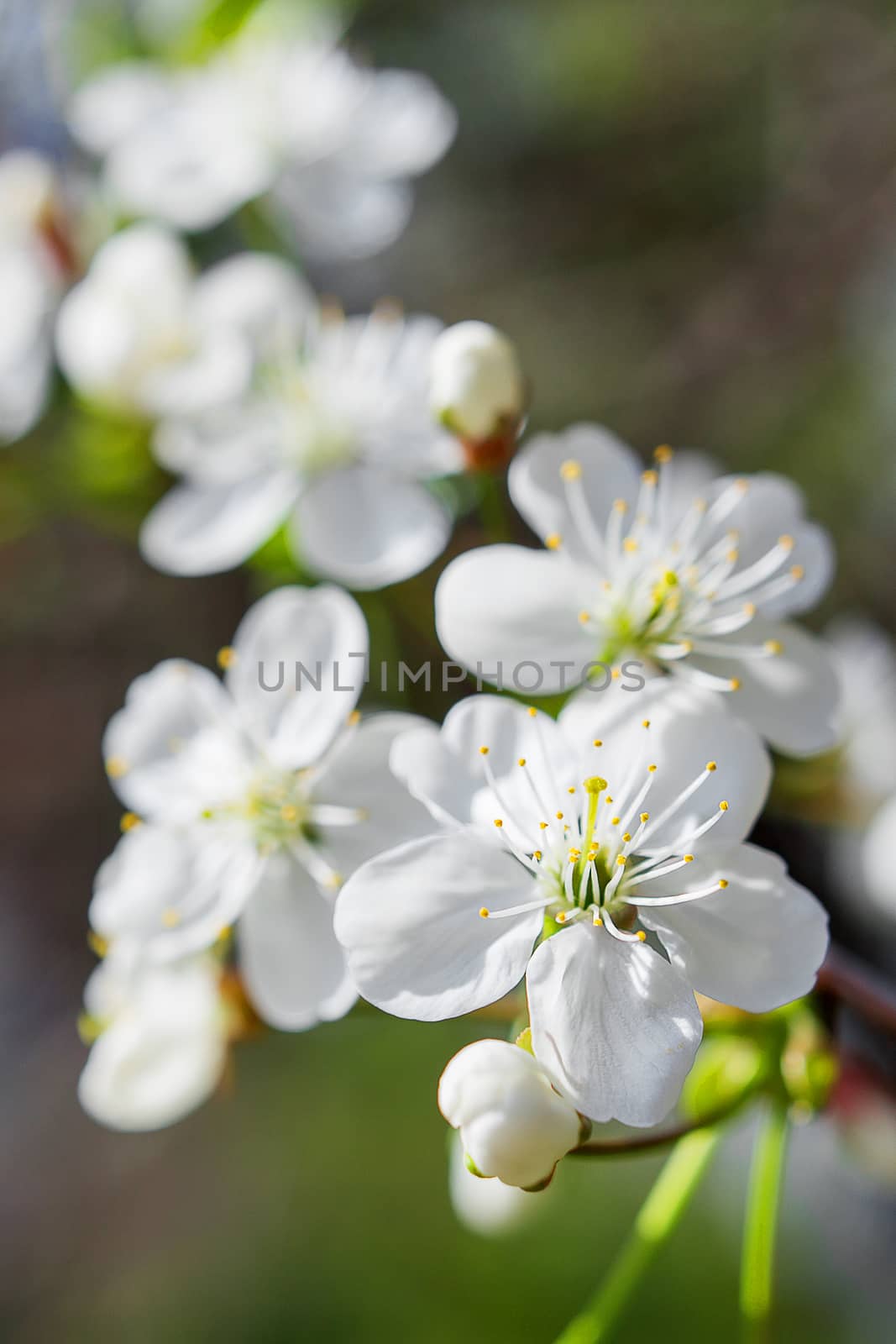 Natural spring background with cherry flowers. by aksenovko