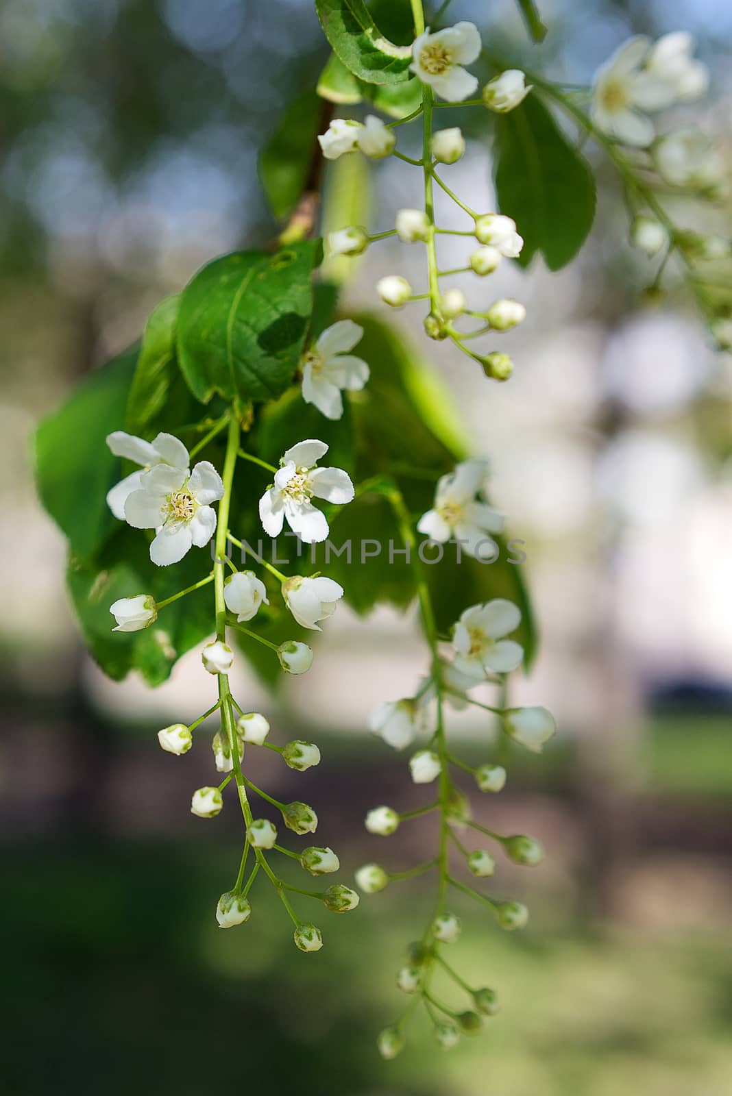 Branch of bird cherry with flowers. Natural spring background.