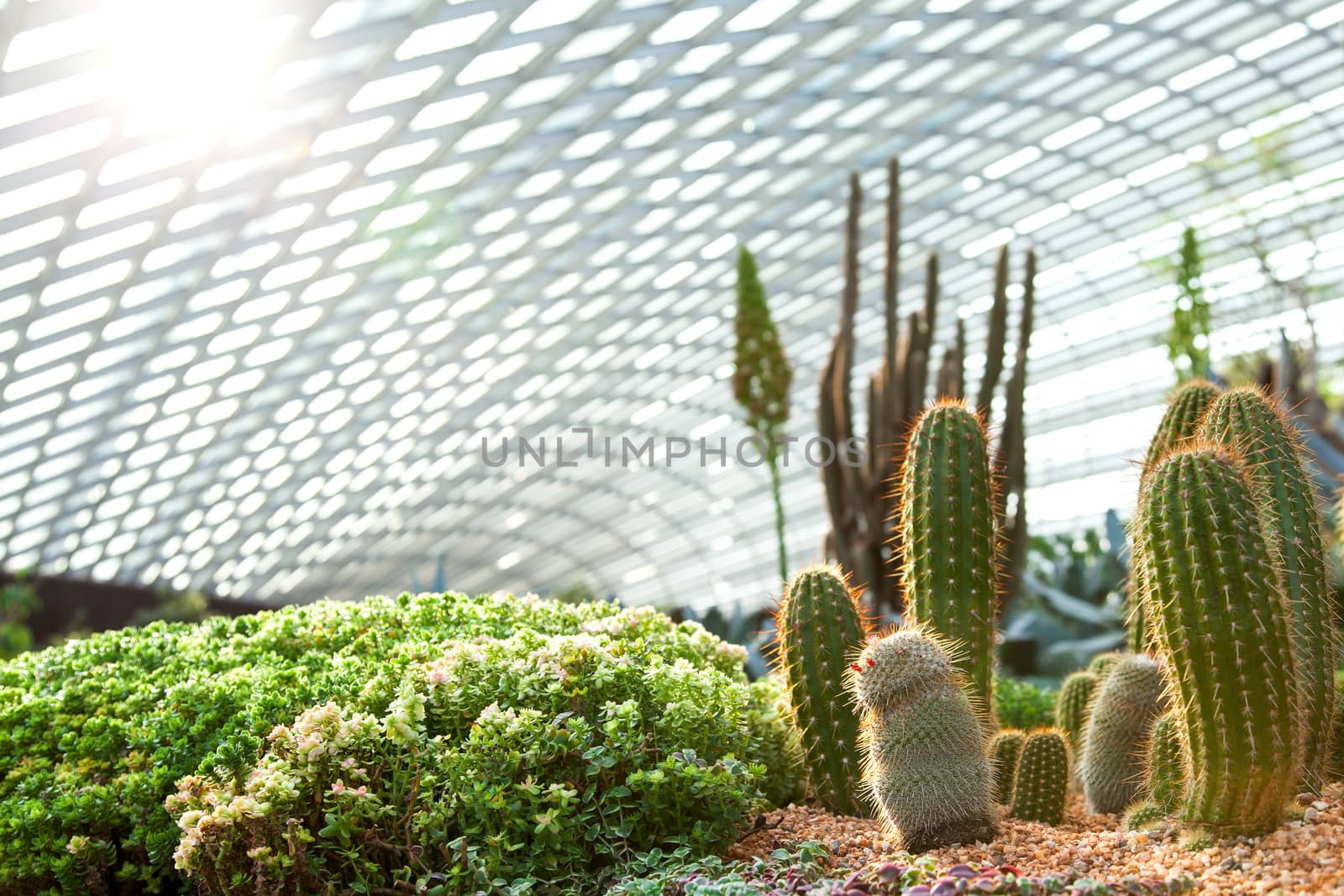 Flower bed with different kinds of cactuses at sunlight. Exhibition under a dome. Gardens at the Bay, Singapore.