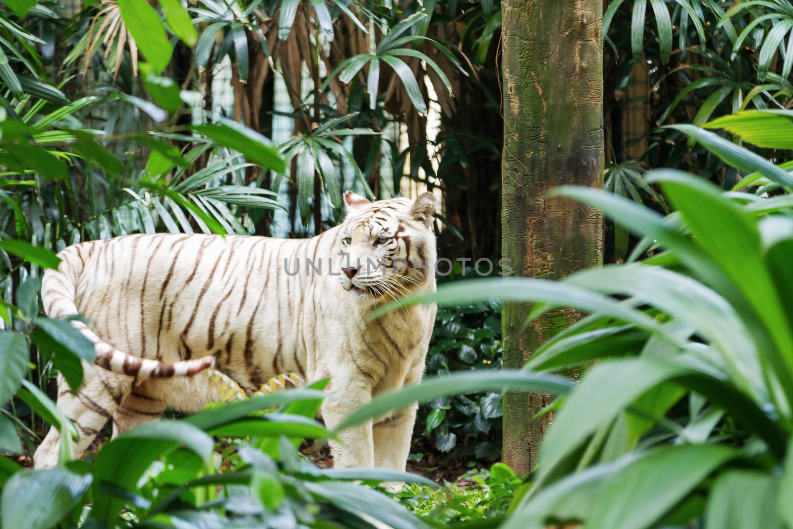 Relaxing white bengal tiger in Singapore.