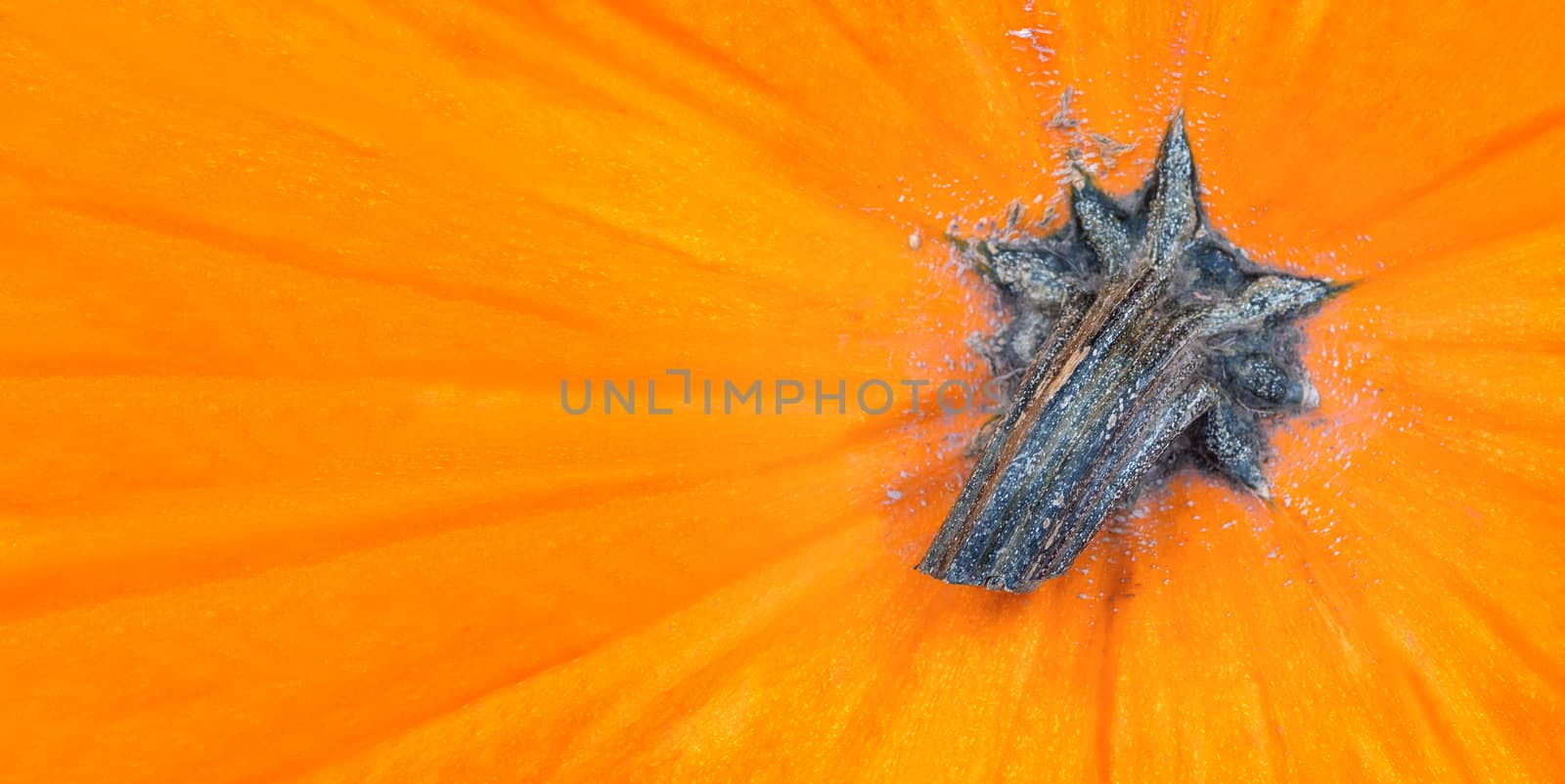 Banner with Bright orange pumpkin.Background with autumn vegetable crop. Copy space.