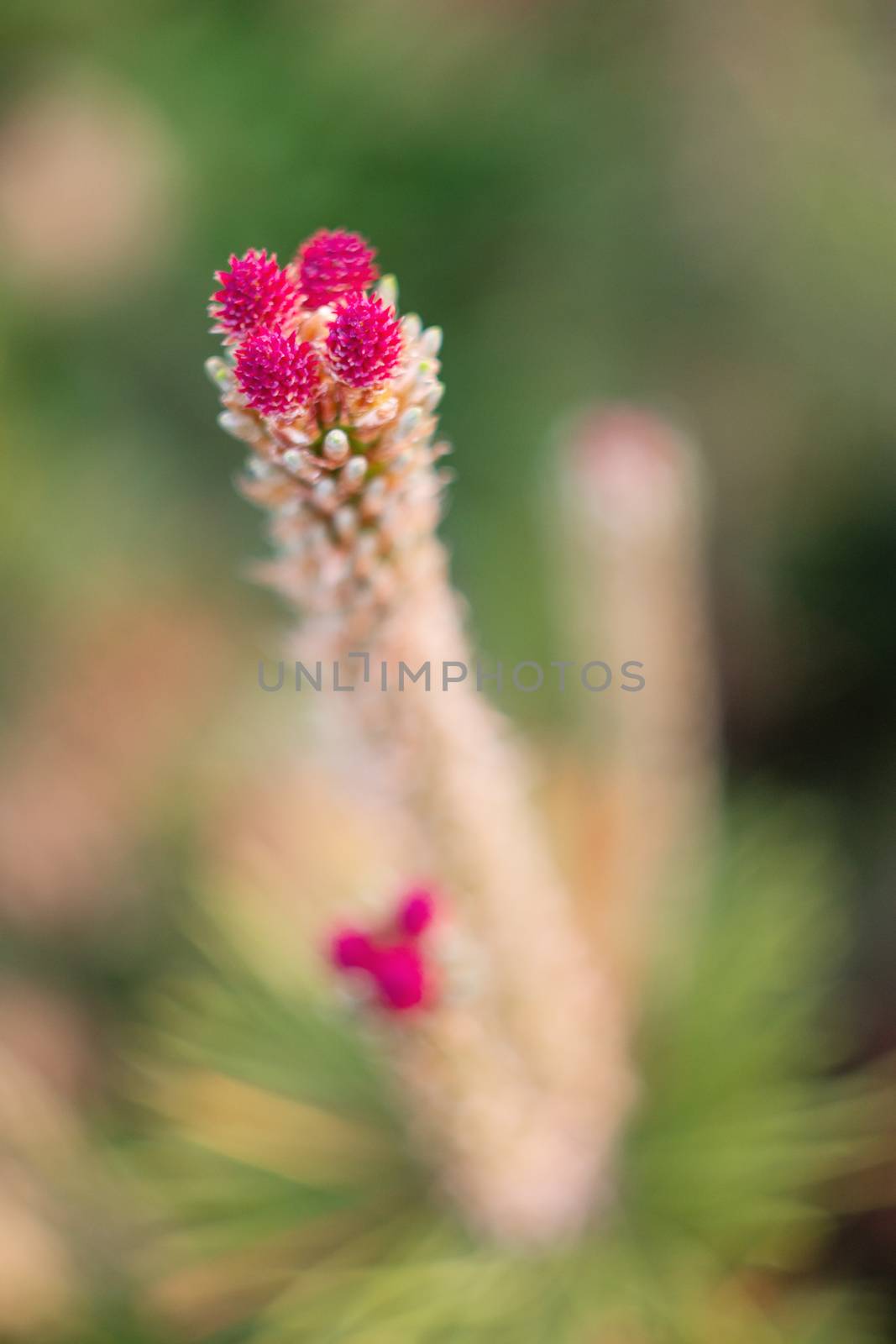 Blooming pine tree. Coniferous tree with flowers on branches. by aksenovko