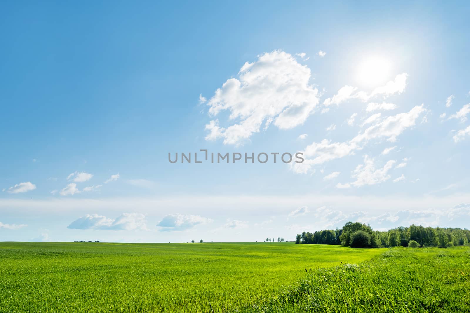 Countryside field natural background. Green grass and blue sky. Cloudscape in sunny day. Russia.
