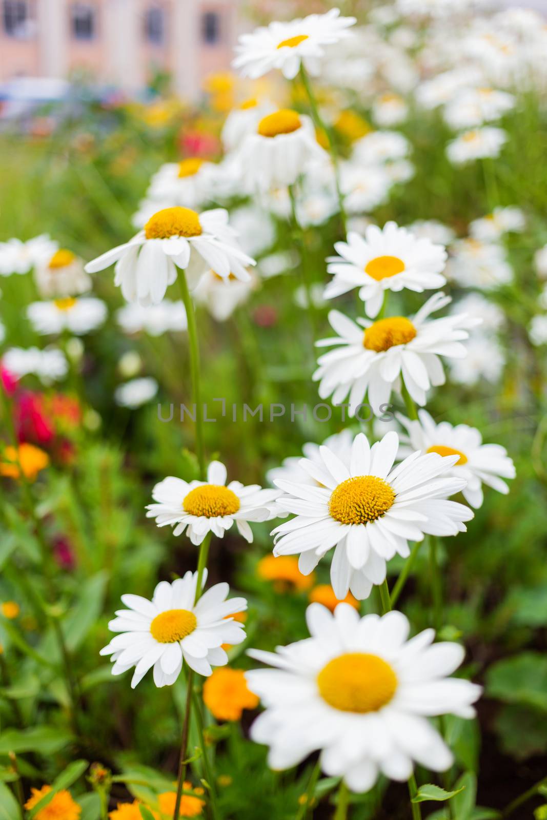 Lawn with blooming daisies. Flower bed in urban environment. Moscow, Russia. by aksenovko