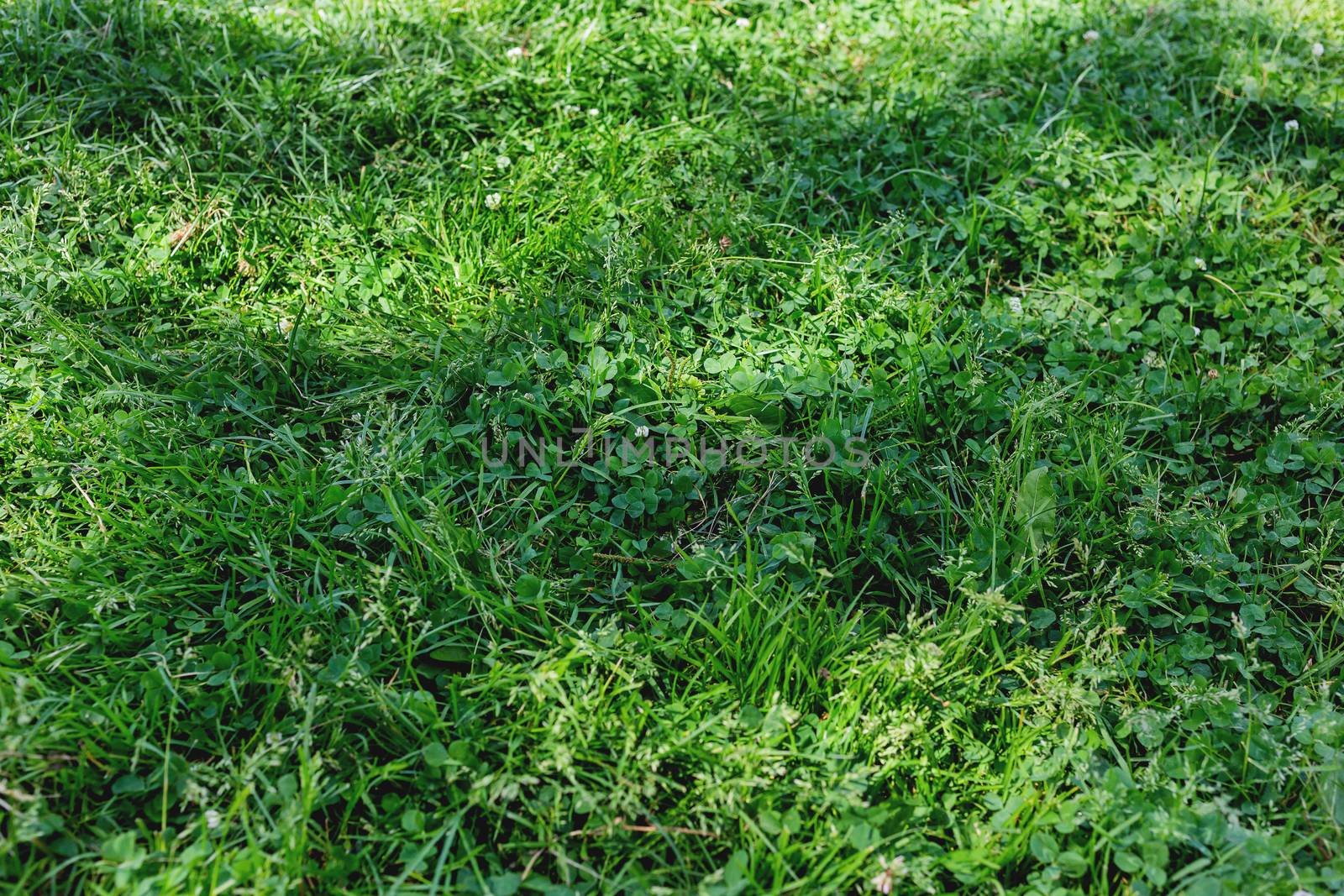 Natural summer background with fresh green grass. Clover leaves and white flowers.