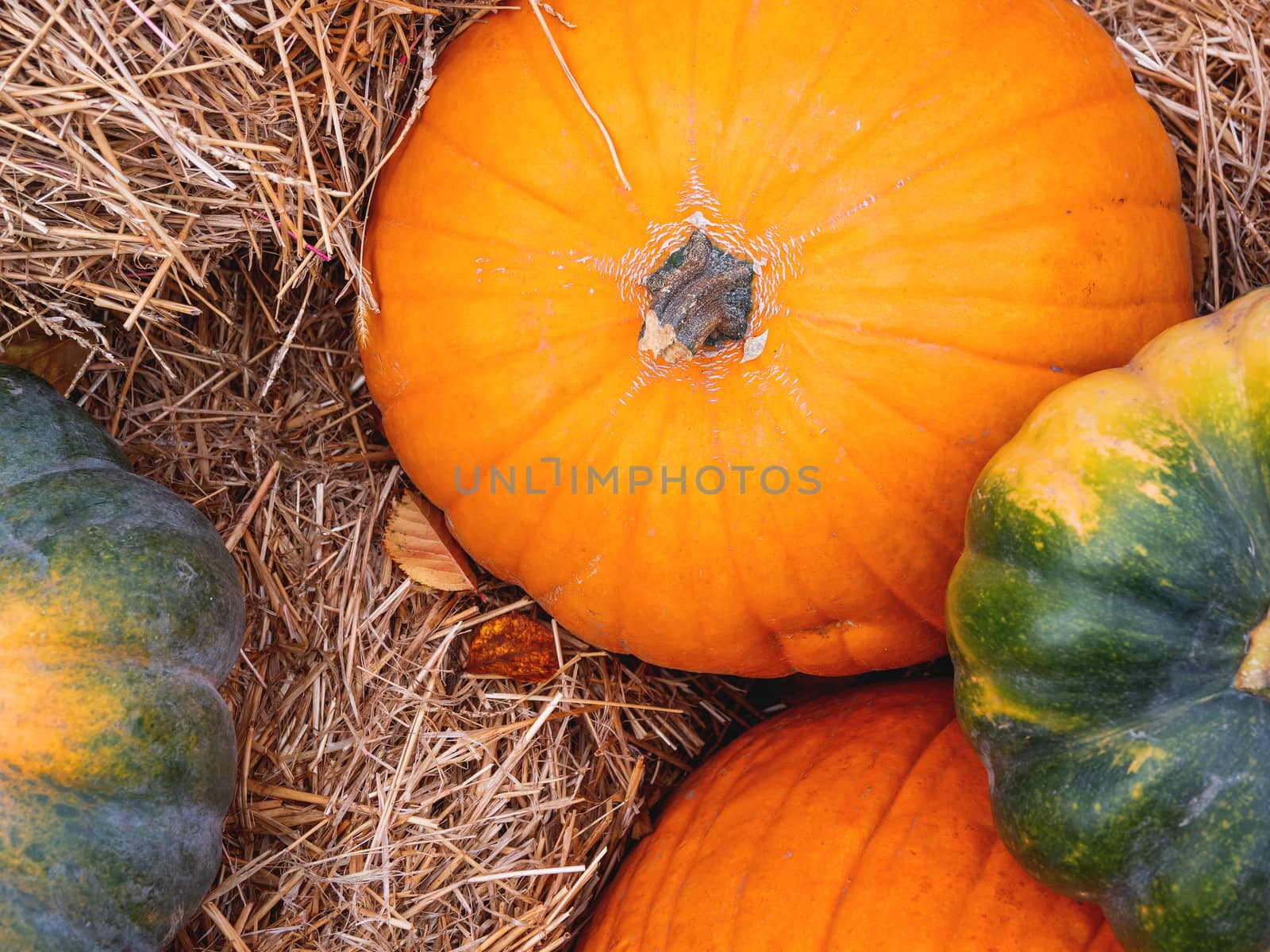 Bright orange and green pumpkins on straw. Top view on autumn crop.