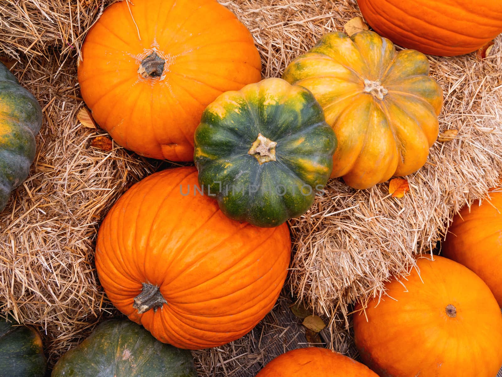 Bright orange and green pumpkins on straw. Top view on autumn crop.