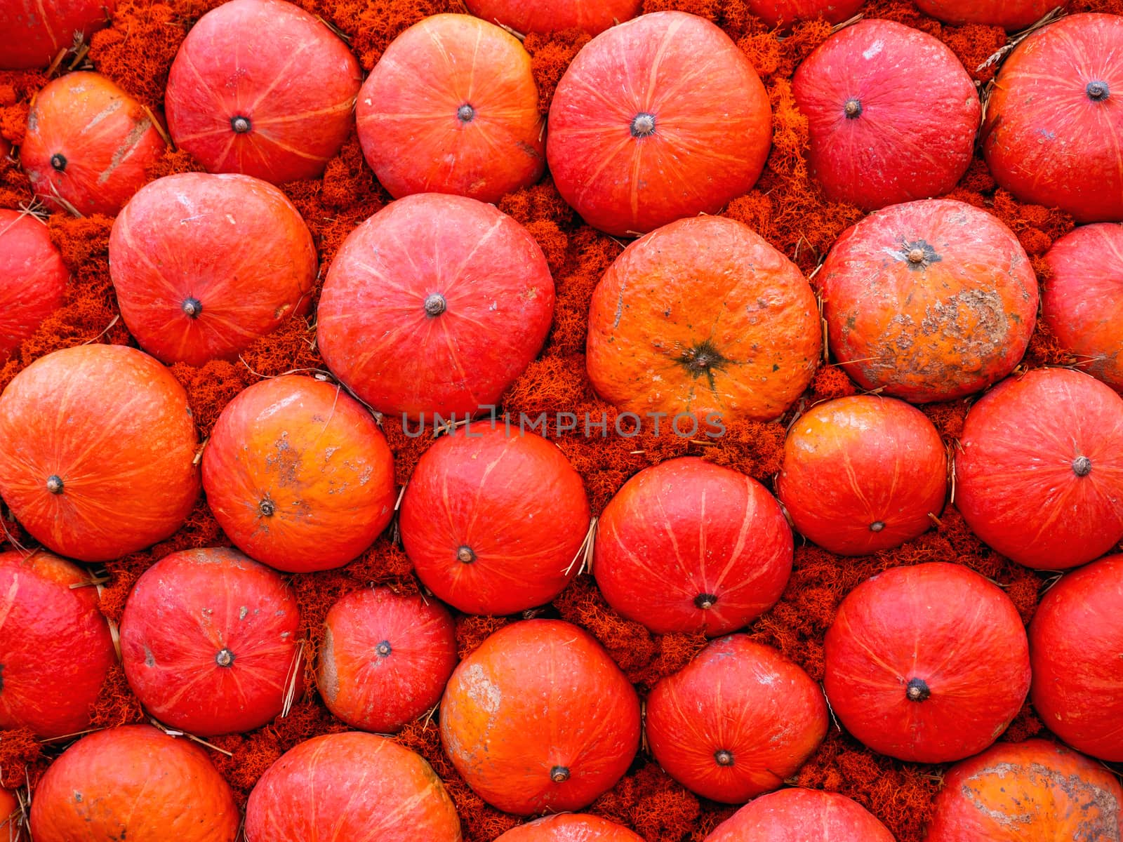 Bright orange pumpkins on straw. Top view on autumn crop.