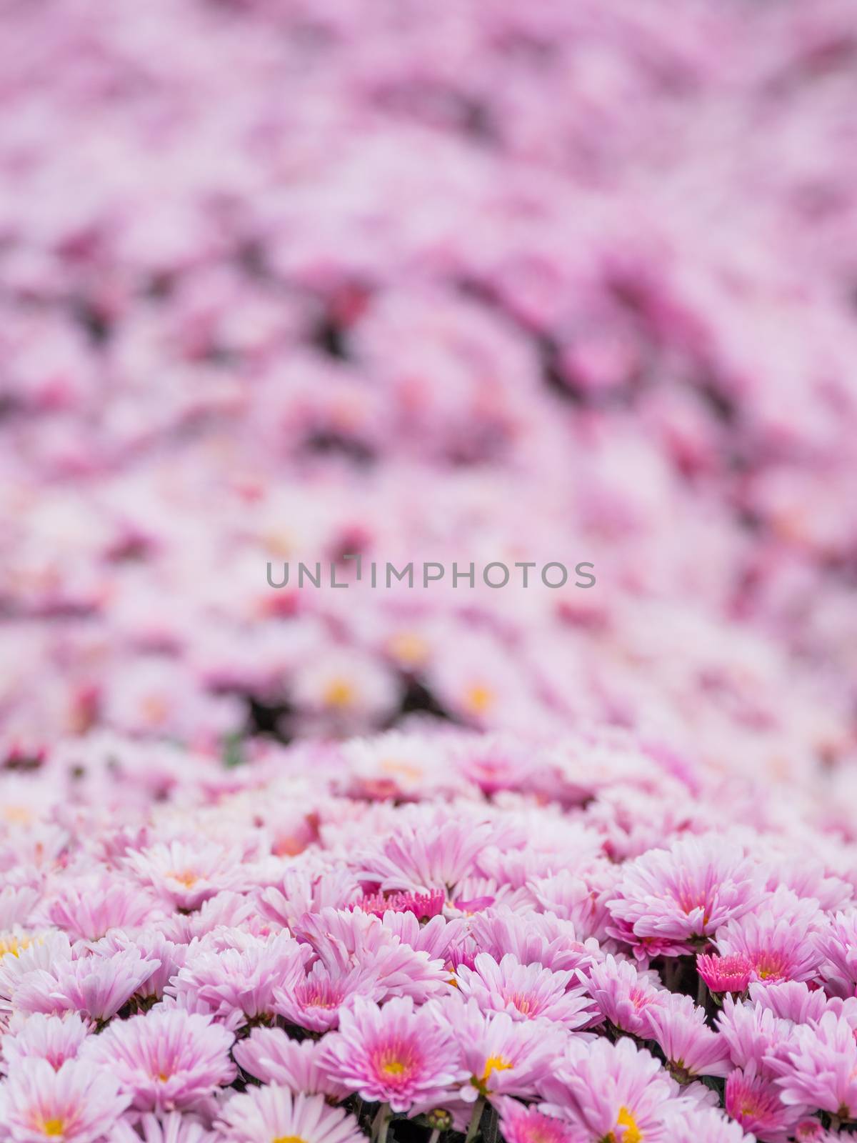 Large outdoor flower beds with pink chrysanthemums.