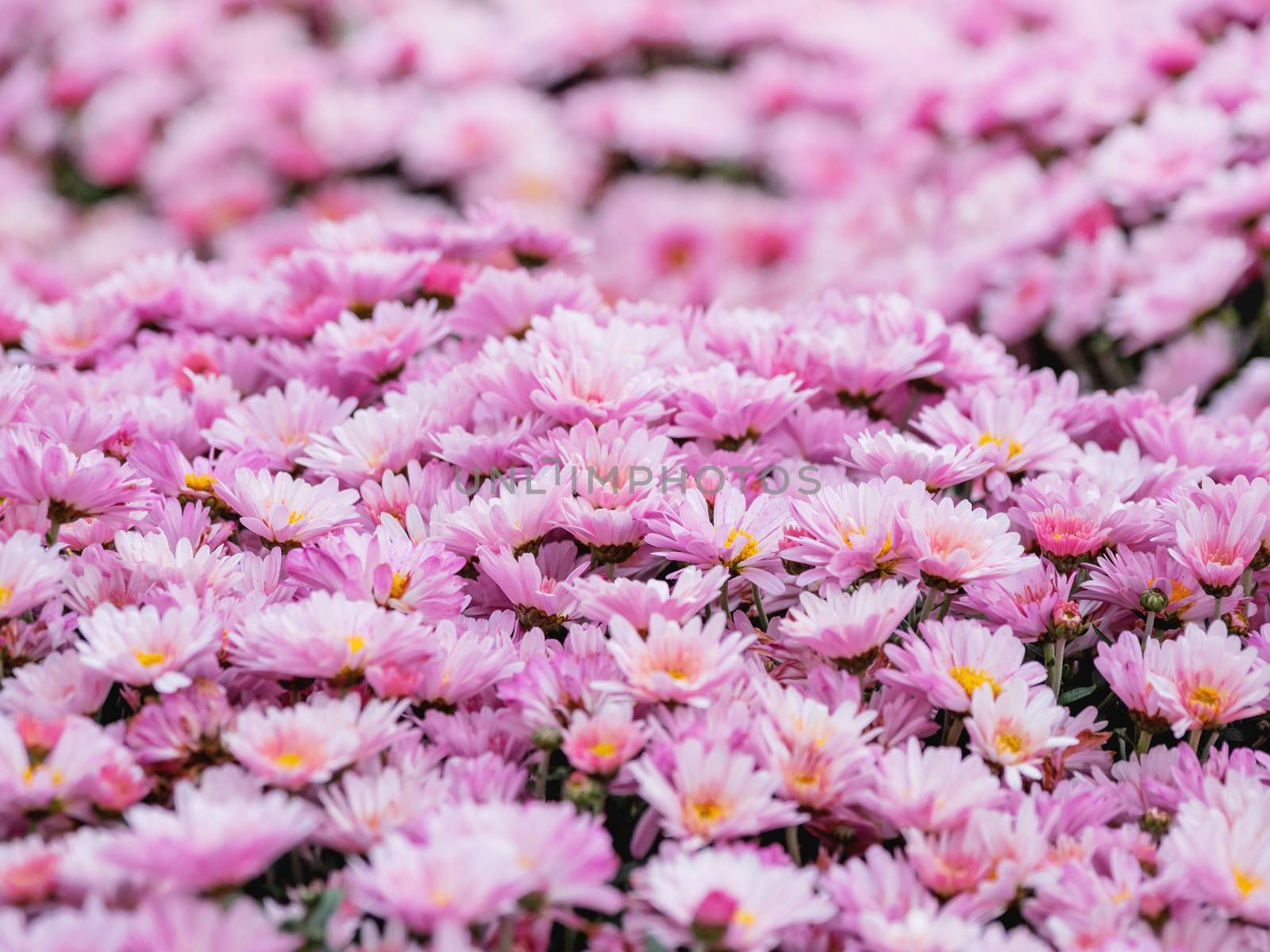 Large outdoor flower beds with pink chrysanthemums.