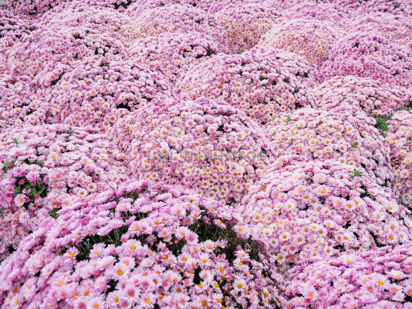Large outdoor flower beds with pink chrysanthemums.