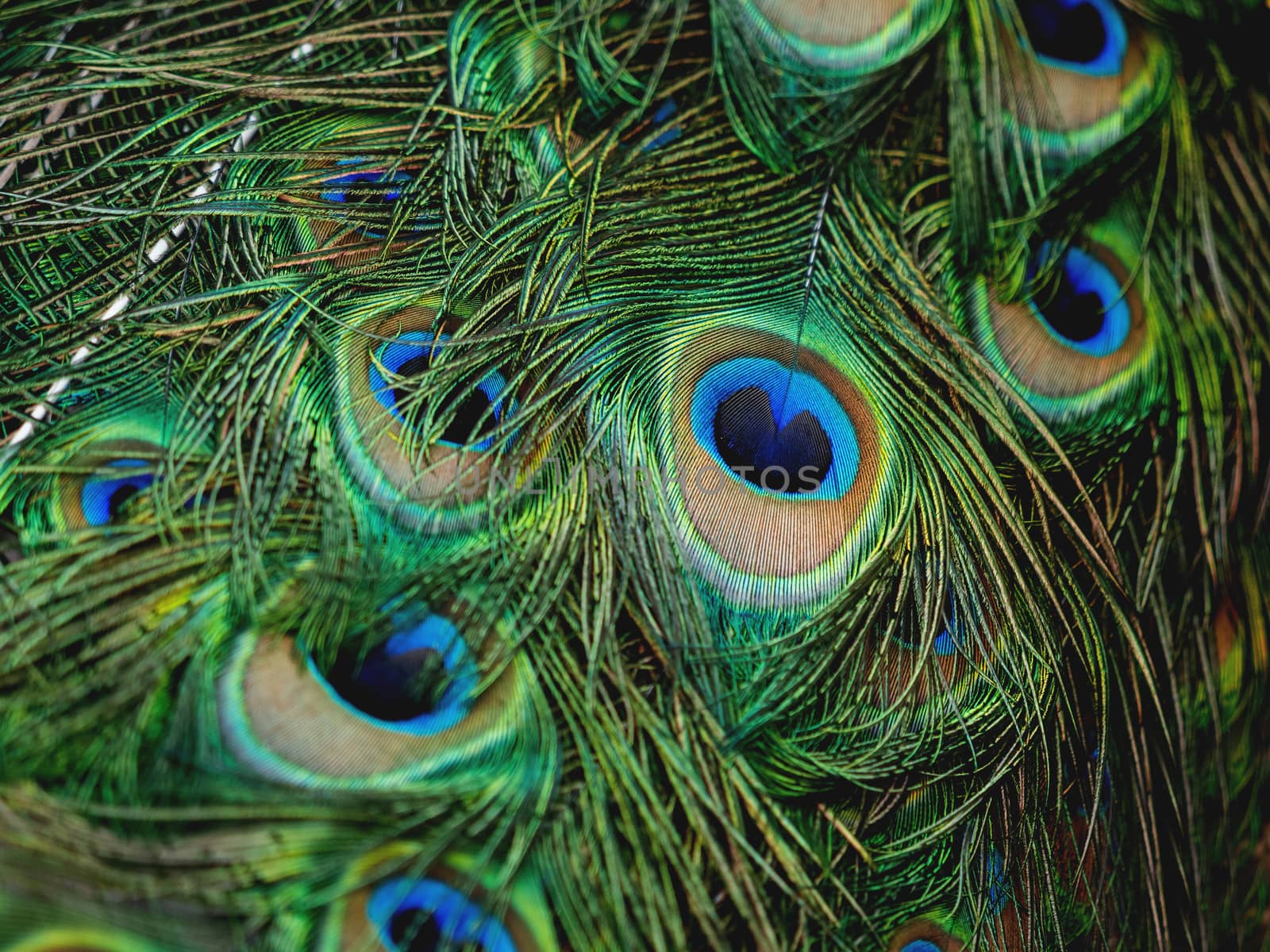 Colorful peacock feathers. Natural background with bird's feathers.