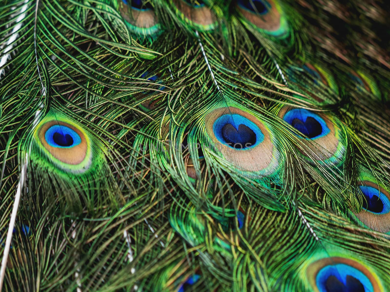 Colorful peacock feathers. Natural background with bird's feathers.