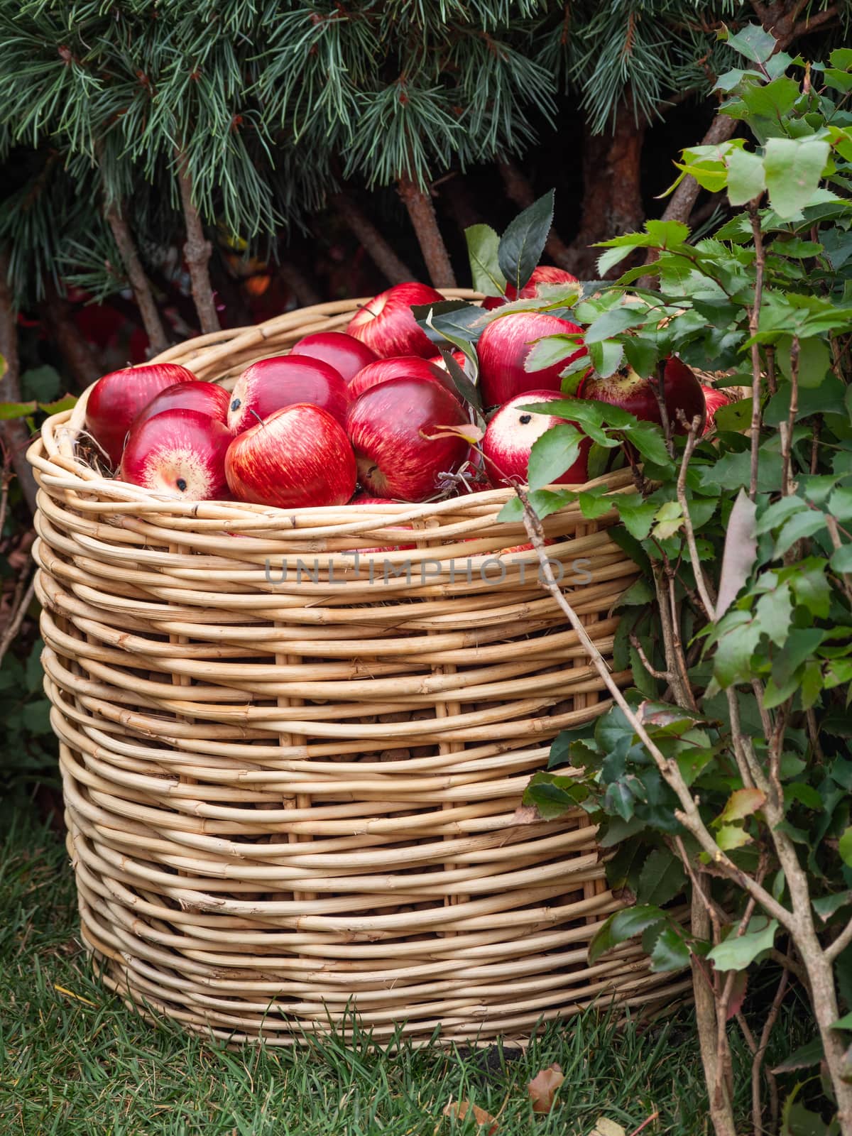 Woven basket with red apples. Fall season. Autumn crop of ripe fruits. by aksenovko