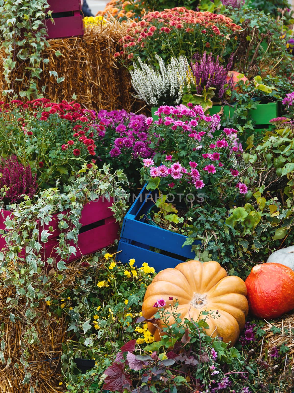 Bright orange and green pumpkins on straw with plants and flowers. Autumn crop, fall season. by aksenovko