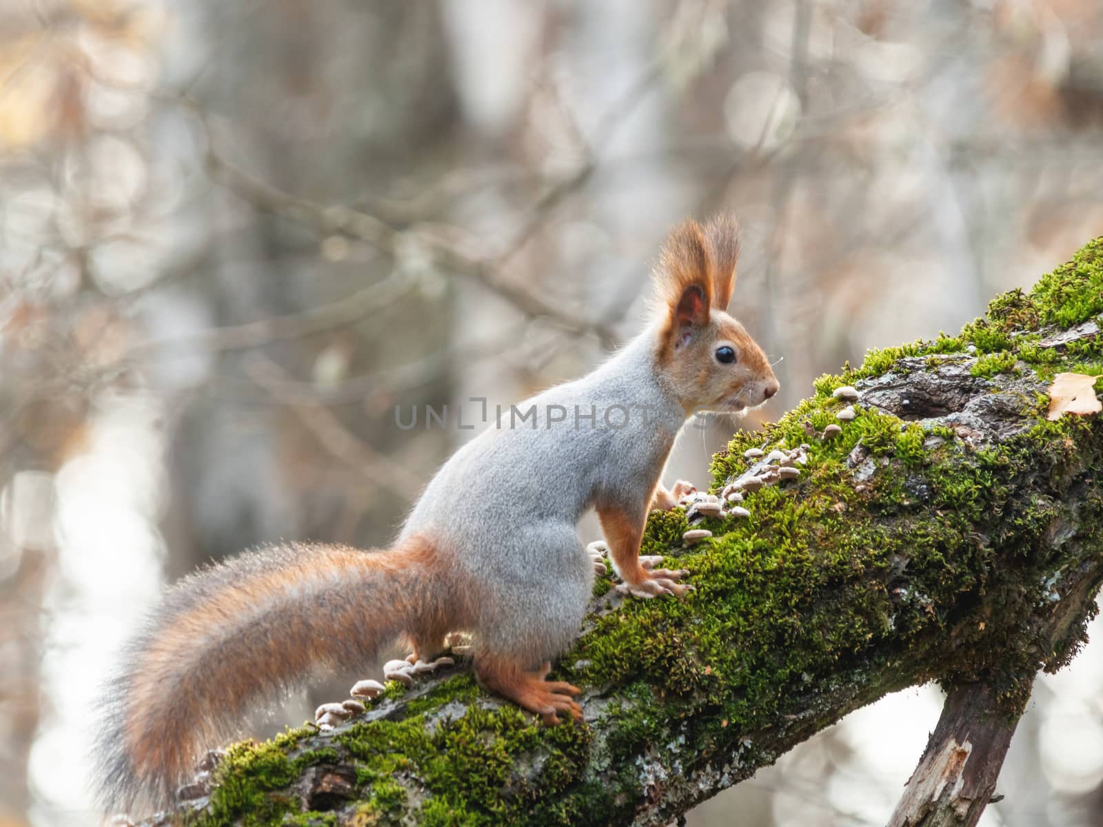 Cute squirrel sitting on birch tree. Wild curious rodent is staring in camera. Autumn forest background.