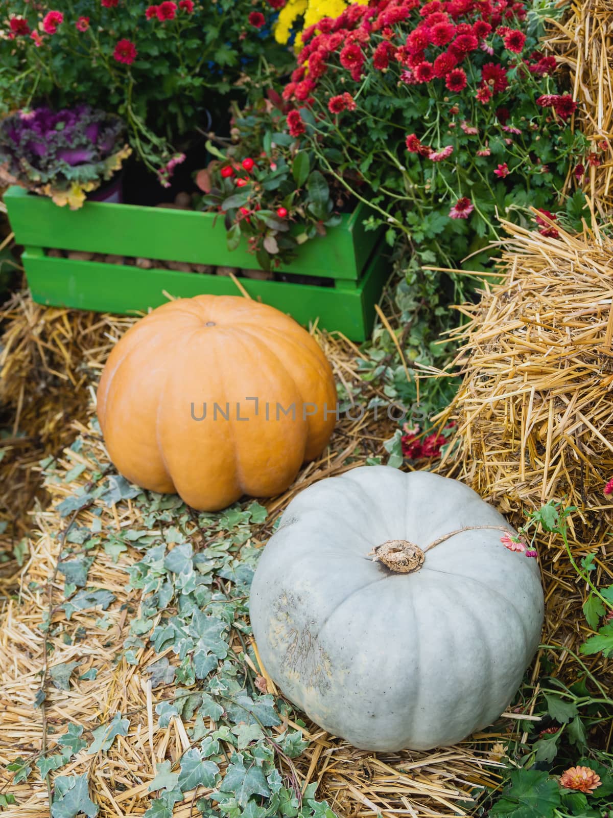 Bright orange and green pumpkins on straw with plants and flowers. Autumn crop, fall season. by aksenovko