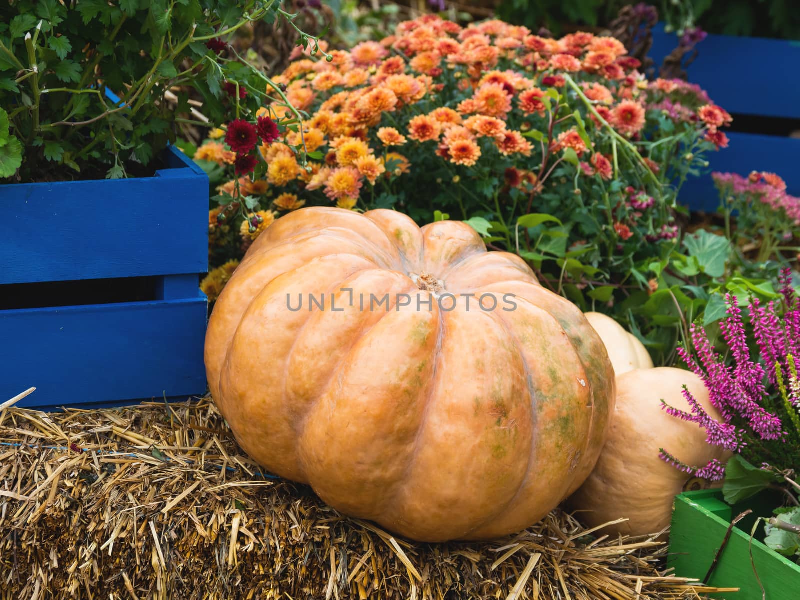 Bright orange and green pumpkins on straw. Autumn crop, fall season.