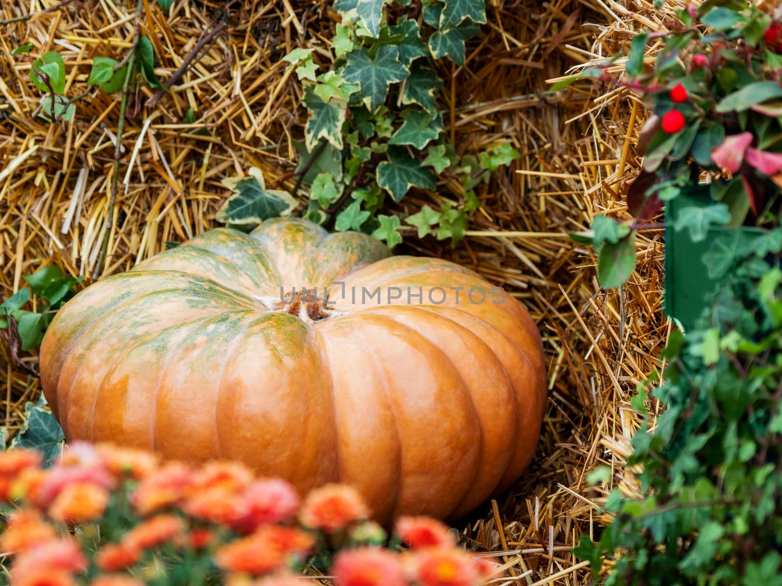 Bright orange pumpkins on straw with plants and flowers. Autumn crop, fall season.