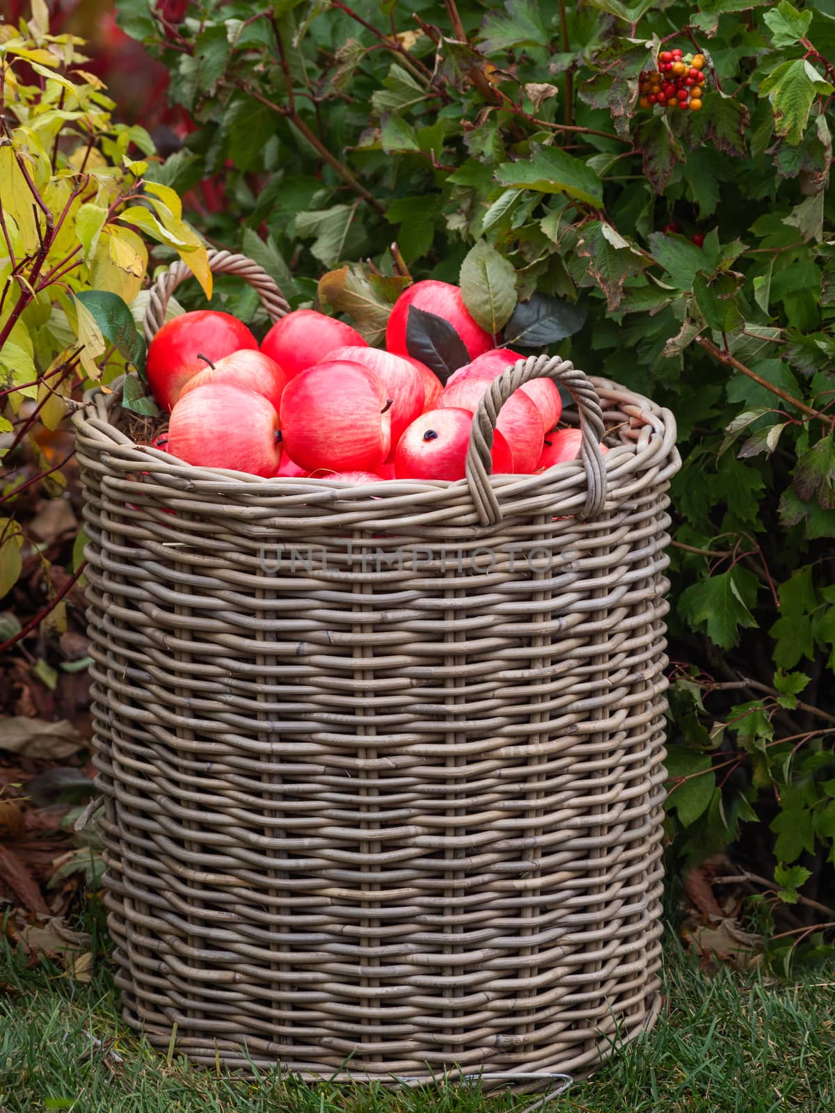 Woven basket with red apples. Fall season. Autumn crop of ripe fruits. by aksenovko